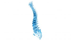 Columna vertebral